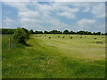 Baled hay in a field