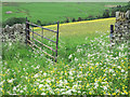 Wildflower meadows