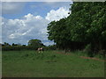 Grazing off Girton Lane