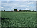 Crop field towards Grange Farm