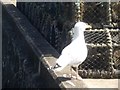 A Herring gull in Stonehaven Harbour