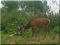 Stag on Chobham Ridge