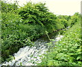 Oakham Nature Reserve, Mansfield, Notts.