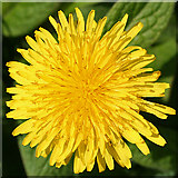 NT1670 : Dandelion (Taraxacum sp) by Anne Burgess