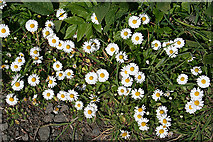 NT1570 : Daisy (Bellis perennis) by Anne Burgess