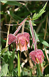 NT1570 : Water Avens (Geum rivale) by Anne Burgess