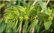 NT1570 : Crosswort (Cruciata laevipes) by Anne Burgess