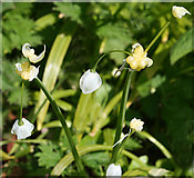 NT1570 : Few-Flowered Leek by Anne Burgess