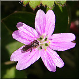 NT1570 : Pink Purslane (Claytonia sibirica) by Anne Burgess