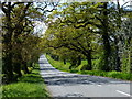 Heading west along the tree lined Beacon Road