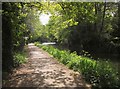 Basingstoke Canal