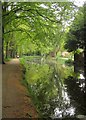 Basingstoke Canal at Sheerwater