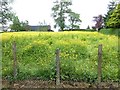 Field with buttercups, Augher