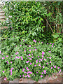 Geraniums in Monkswood Avenue, Waltham Abbey, Essex