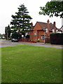 Tall pine on Church Road