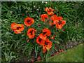 Poppies in Garden in Halfhides, Waltham Abbey, Essex