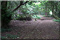 Path through the Priestlymoor Plantation