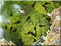 Tadpoles in Garden Pond in Halfhides, Waltham Abbey, Essex