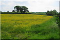 SD4996 : A field of buttercups near Bowston by Bill Boaden