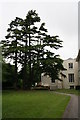 The old cedar tree, University of Chichester