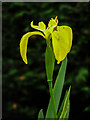 Iris in Garden in Halfhides, Waltham Abbey, Essex