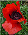 Poppy in Garden in Halfhides, Waltham Abbey, Essex