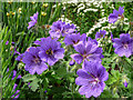 Geraniums with bee in Garden in Halfhides, Waltham Abbey, Essex