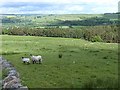 NY7262 : A view over Tynedale by Oliver Dixon