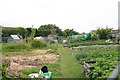 Allotments by Brooks Lane