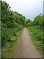 Path in the Nature Reserve