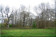 TQ6868 : Woodland, Cobham Park by N Chadwick