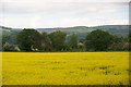 Fields at North Murie, near Glendoick