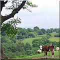 Calf and Sheep