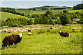 Herdwick Sheep at Crogo Mill