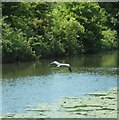 Heron in flight on Leeds Liverpool Canal