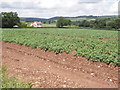 Potato field, near Cheddon Fitzpaine