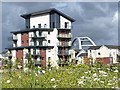 Alexandra Gate Housing, Newport