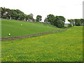 Meadows below High Carrick