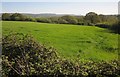 Field at Tytherleigh