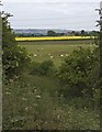 Fields near High Catton