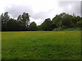 Wild flowers, grass and trees in a park in Toothill