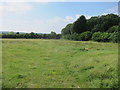 ST5374 : Grazing land adjacent to Leigh Court Farm by Dr Duncan Pepper