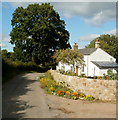 Tree and cottages, Saron Road, Goytre