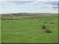 Moorland south of Cocklaw Green