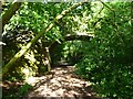 Tiverton : Railway Line Path