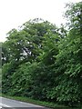 Trees beside the A157