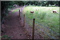 Footpath by the sheep