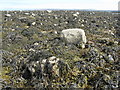 NB4635 : Rocks, barnacles and brown algae by M J Richardson