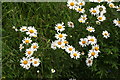 Oxeye daisy by the roadside on High Titten