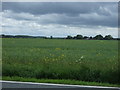 Oilseed rape crop